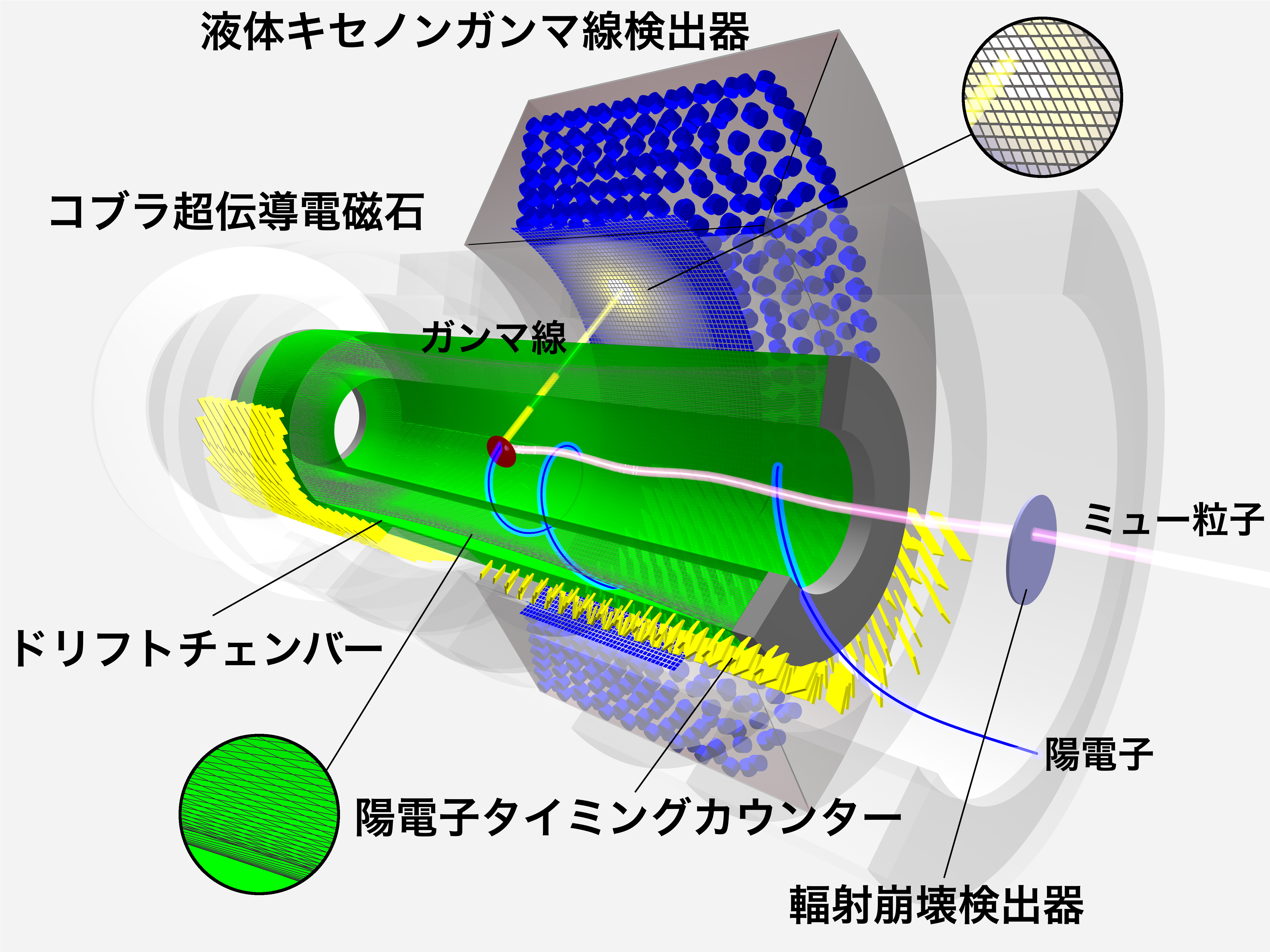 ../_images/meg2_jp.jpg